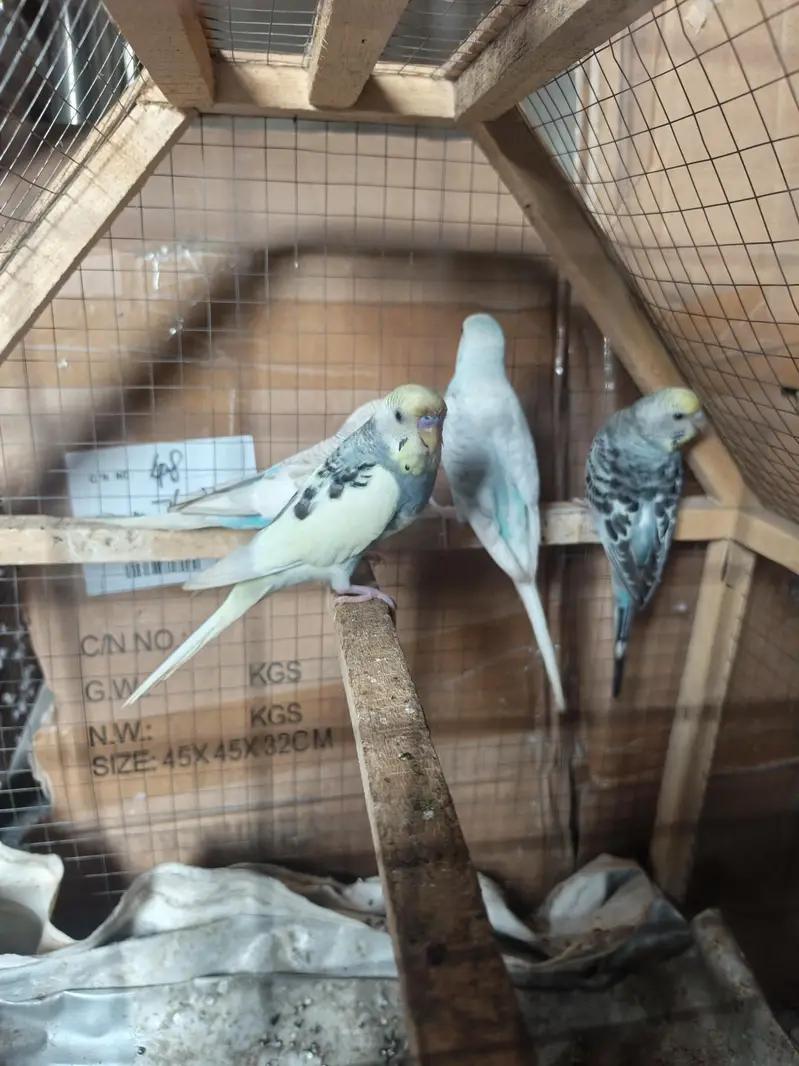 Australian Budgie pairs — photo 2