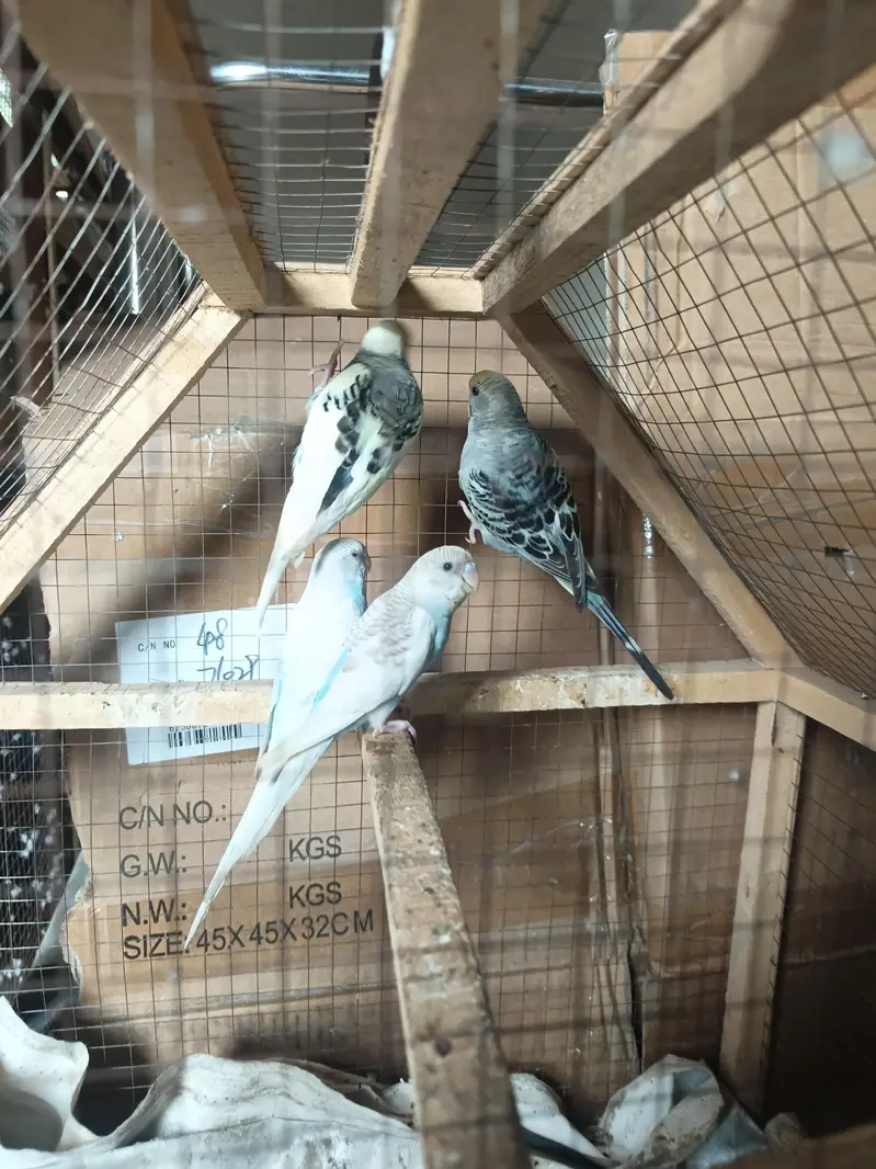 Australian Budgie pairs — photo 3