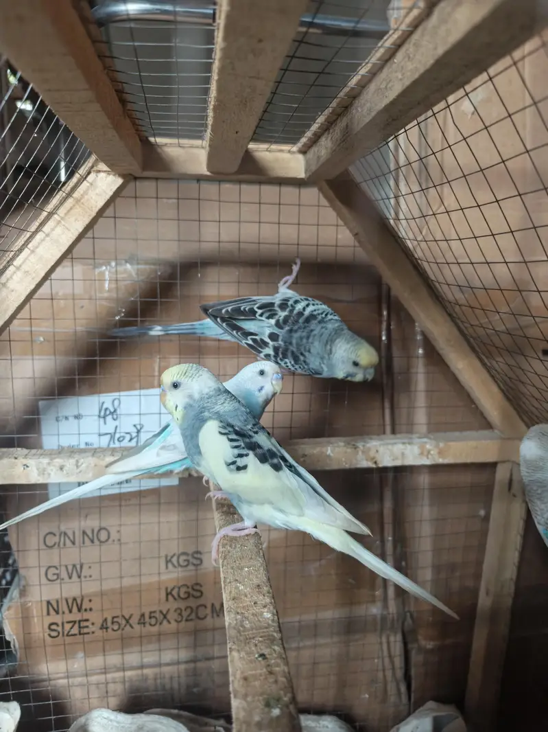 Australian Budgie pairs — photo 4