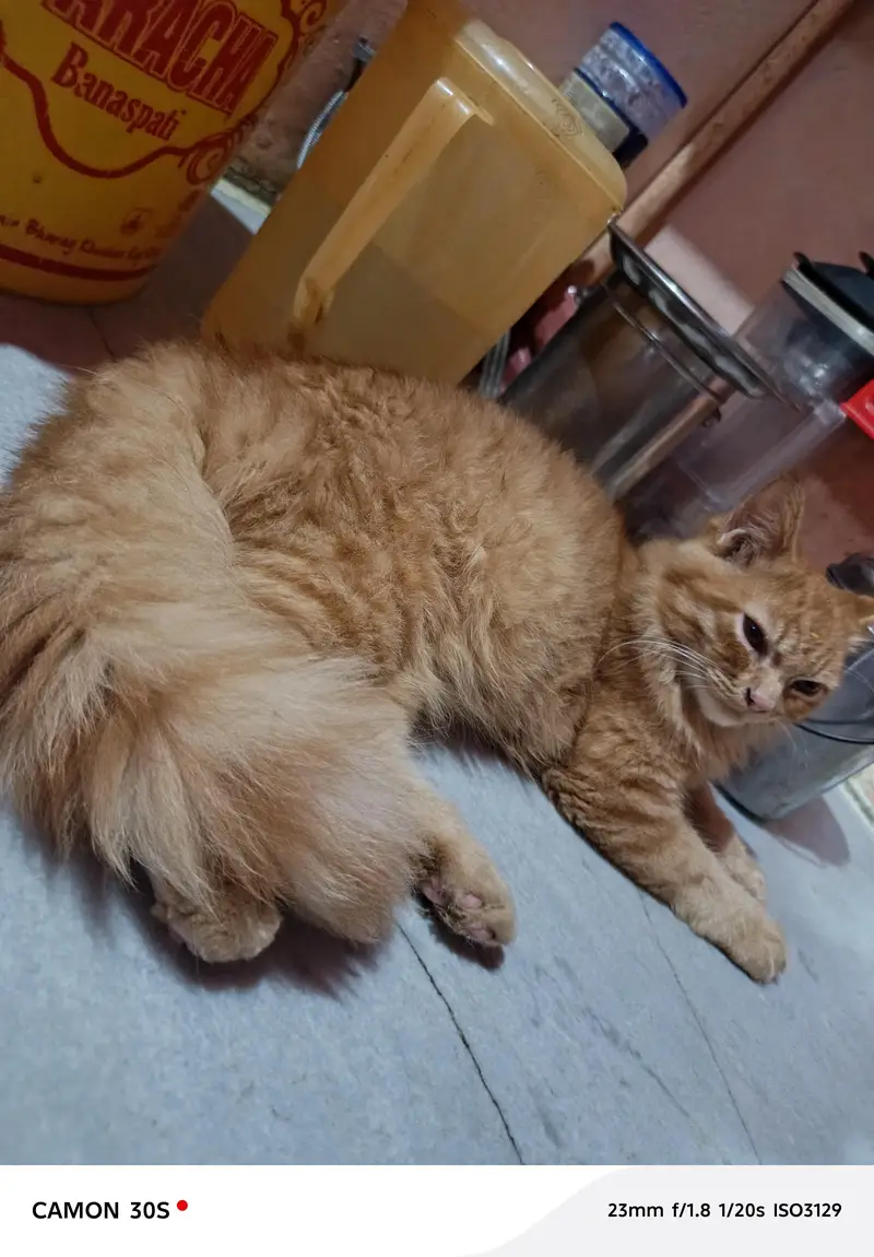 2000 kisi ko chaye lele single Cort cheap price urgent sell — photo 2