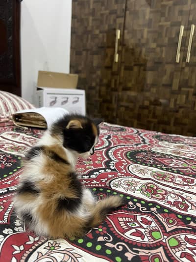 Kitten