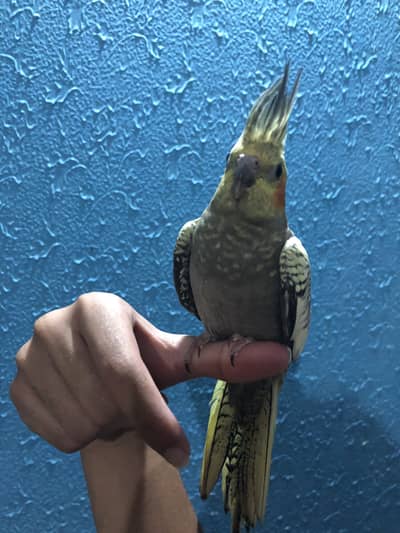 Tame pearl cocktal