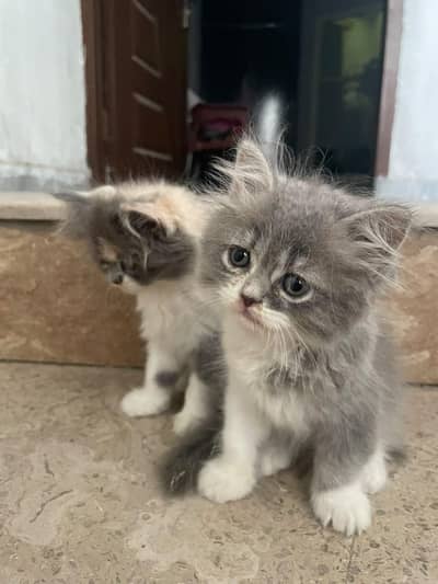 persian tripple coat kitten pair for sale