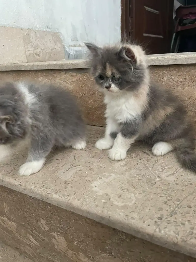 persian tripple coat kitten pair for sale — photo 3