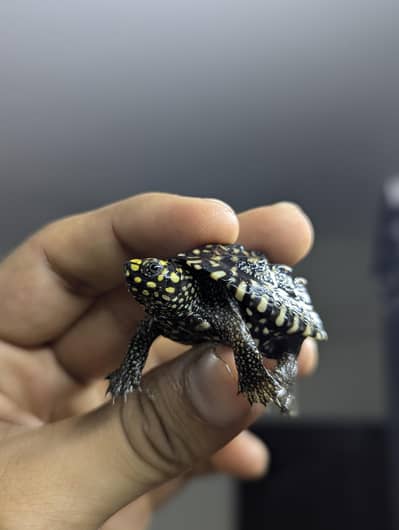 Turtle