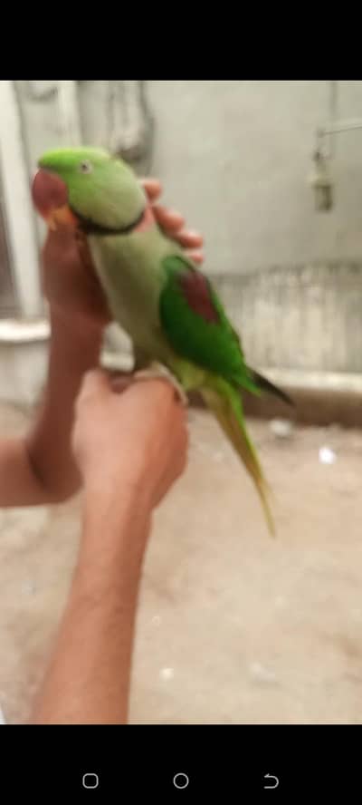 raw parrot