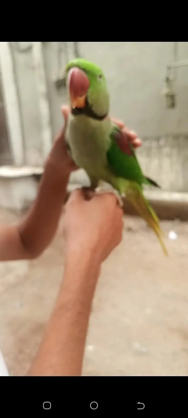 raw parrot — photo 2