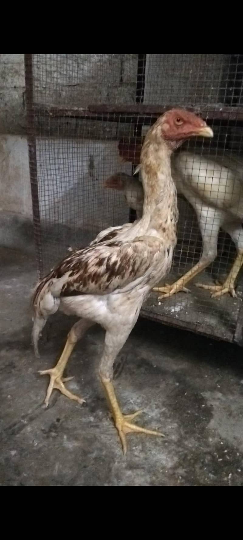 shamo patha 0