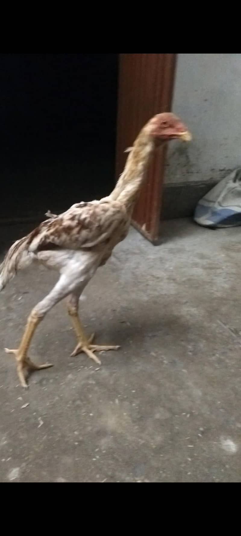 shamo patha 1