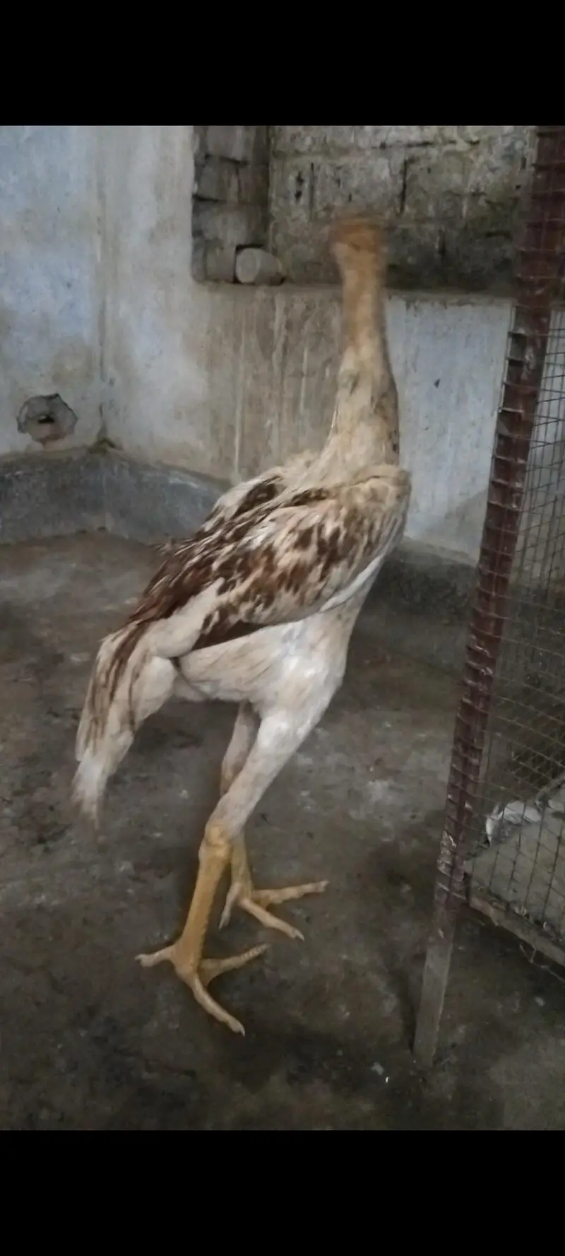 shamo patha — photo 4