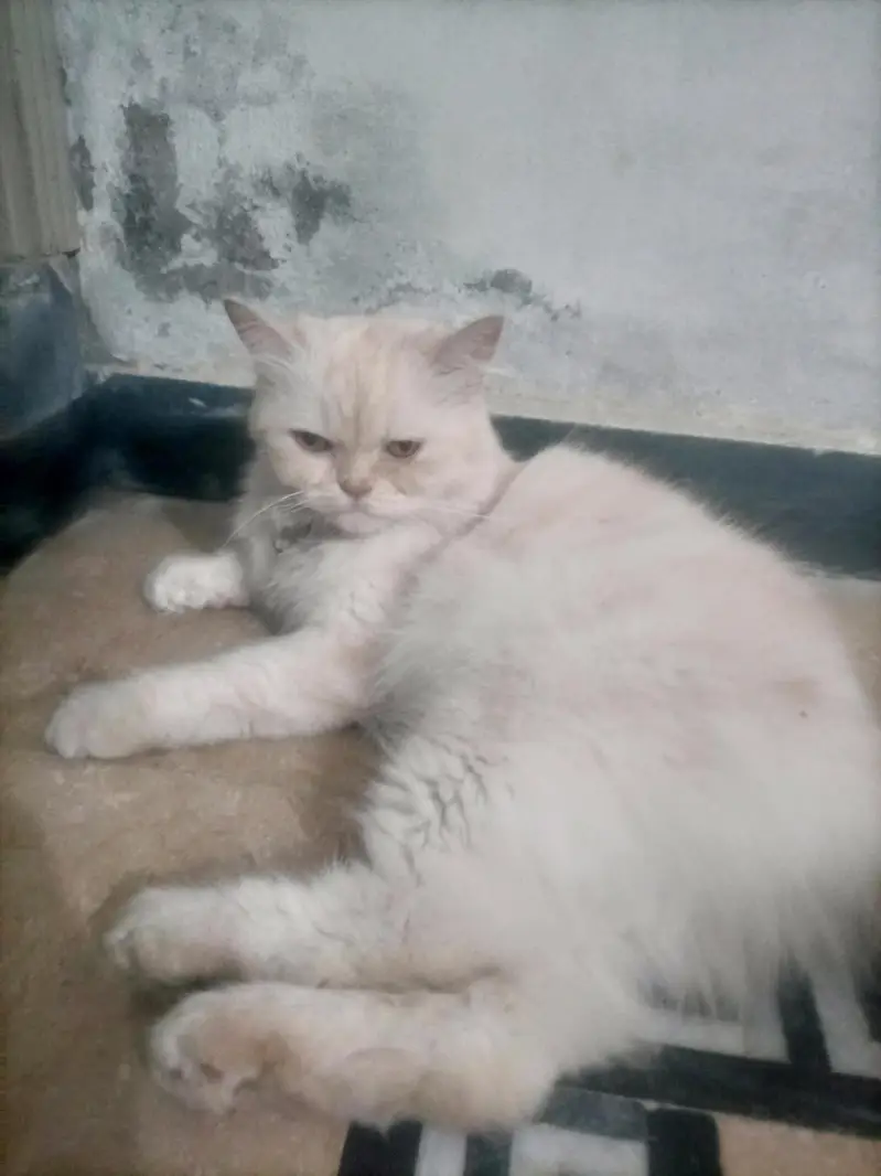 Persian white cate — photo 2