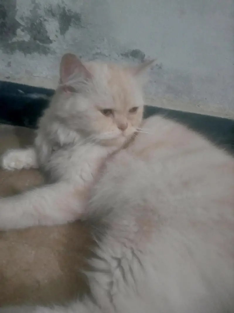 Persian white cate — photo 3