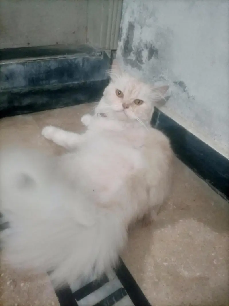 Persian white cate — photo 4