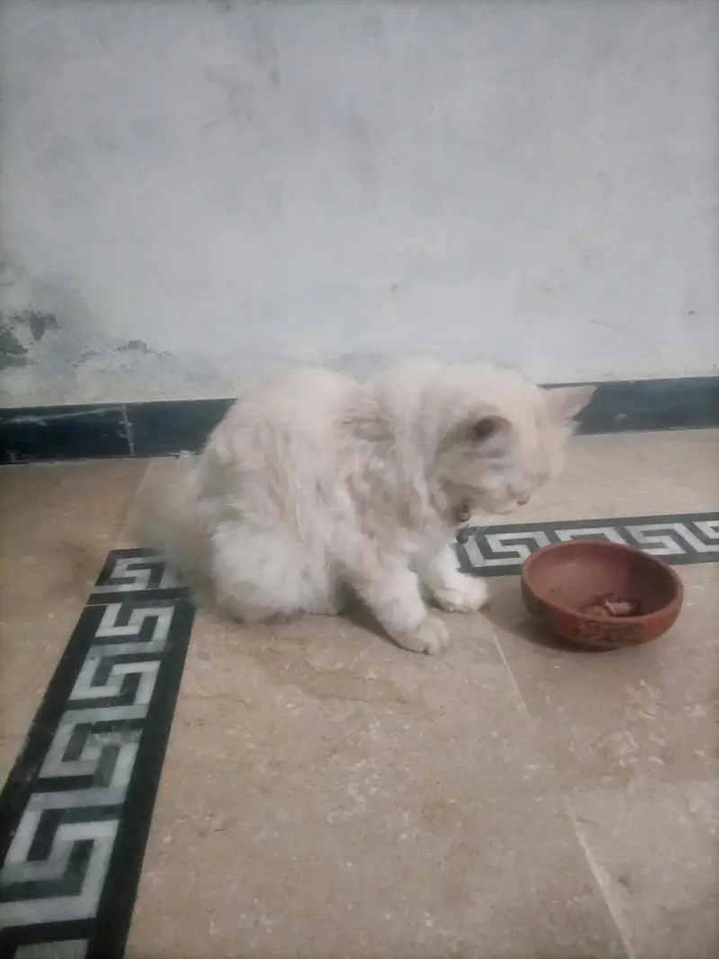 Persian white cate — photo 5