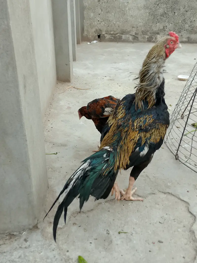 Mereeti, sawa old blood line Aseel — photo 2
