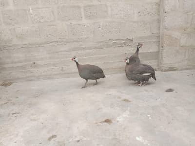 hens urgent sale