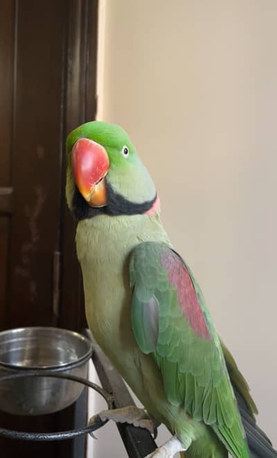 Pahari raw parrot hand tame and talking
