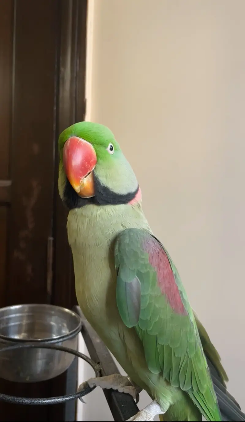 Pahari raw parrot hand tame and talking — photo 2