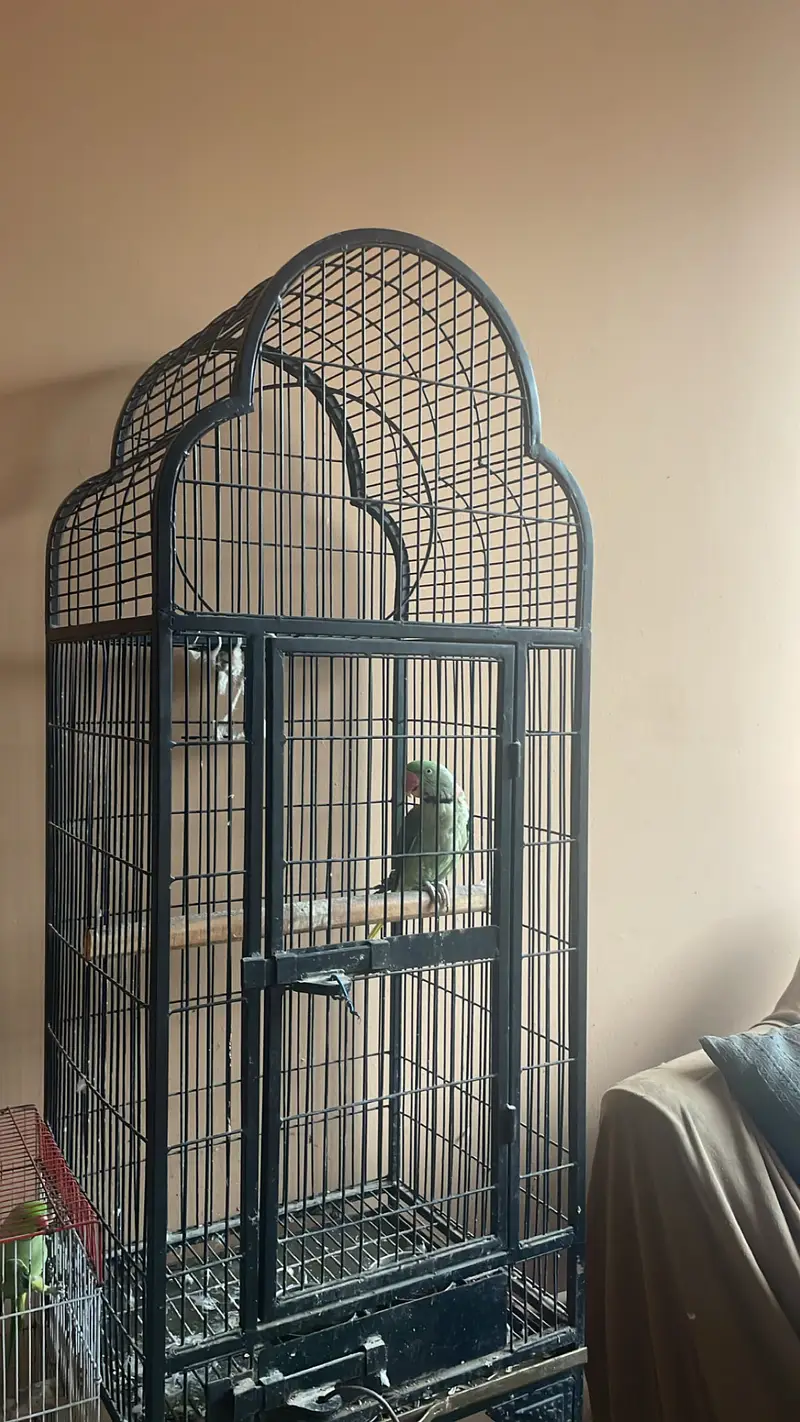 Pahari raw parrot hand tame and talking — photo 3