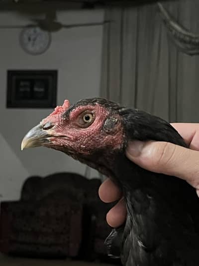 Aseel Hen