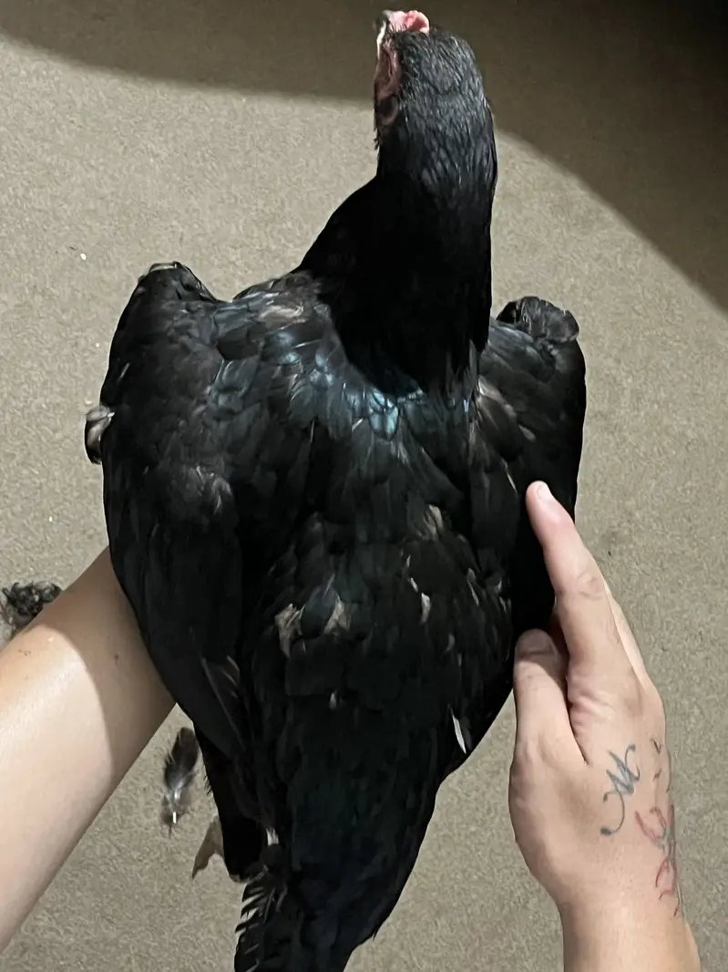 Aseel Hen — photo 3
