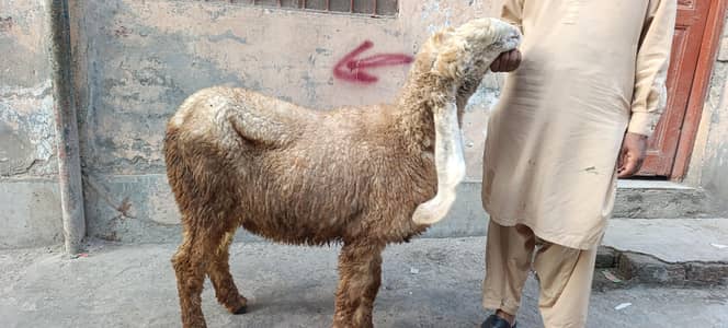 Kajli female کجلی بھیڑ