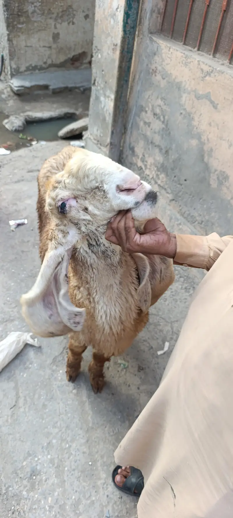 Kajli female کجلی بھیڑ — photo 2