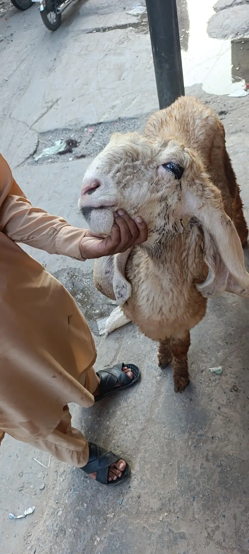 Kajli female کجلی بھیڑ — photo 3