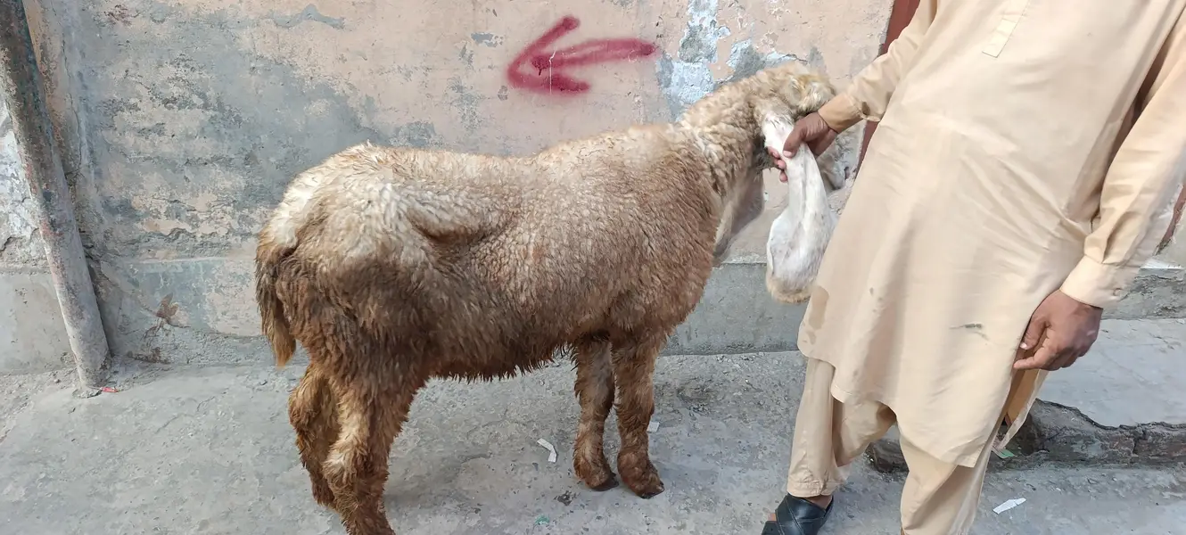 Kajli female کجلی بھیڑ — photo 4