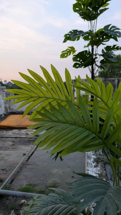Premium Artificial Palm Plant with Decorative White Pot, Like New