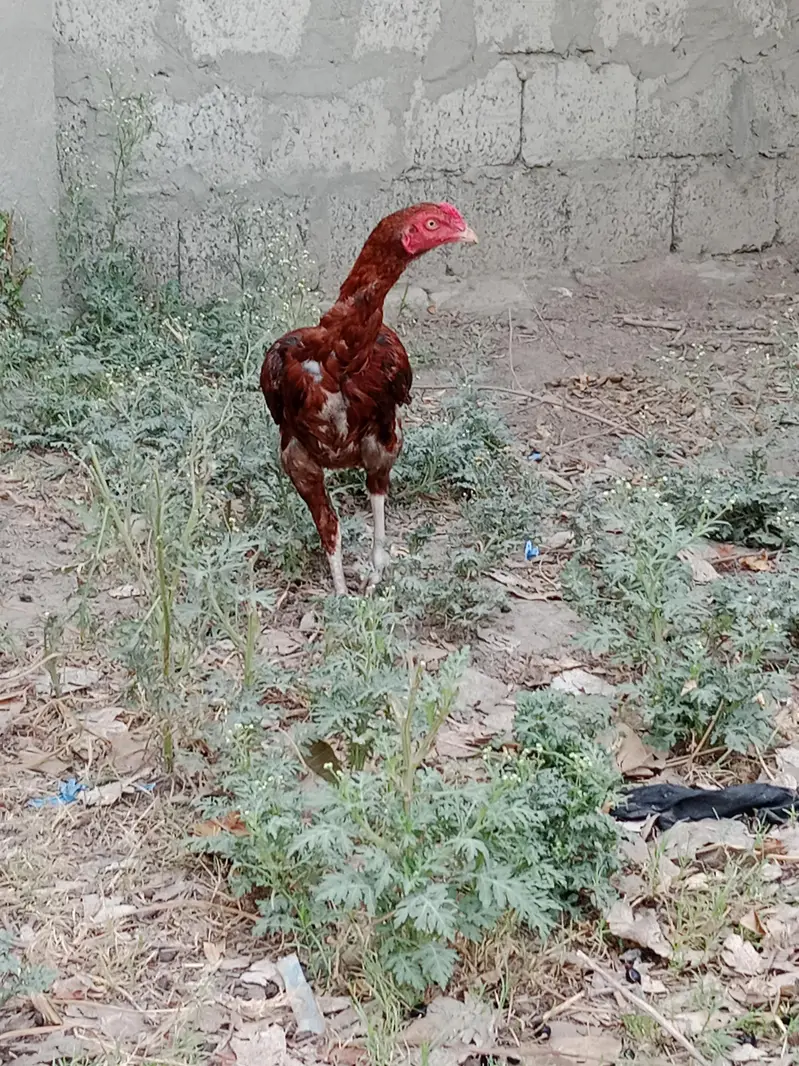 aseel — photo 7