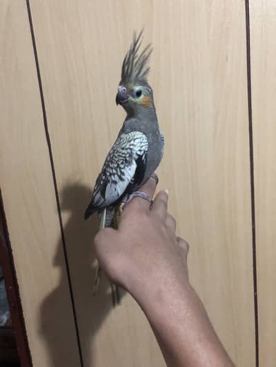 Tame pearl cocktail