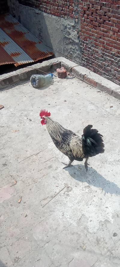 1 daisi cock and aseel hen