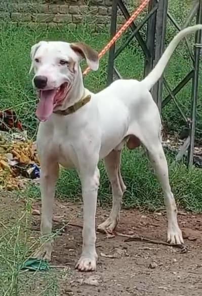 pure bully gultair male dubble body healthy and active for sale