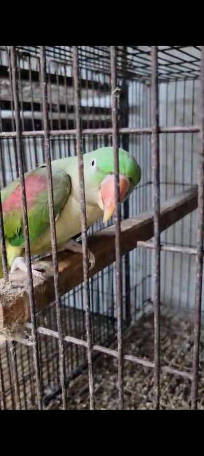 Kashmiri Raw for sale