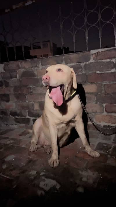 Labrador Female For Sale