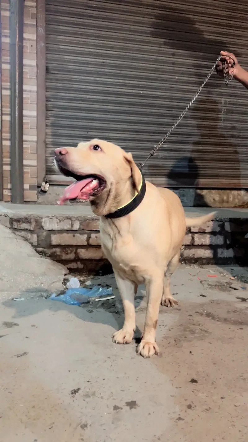 Labrador Female For Sale — photo 2