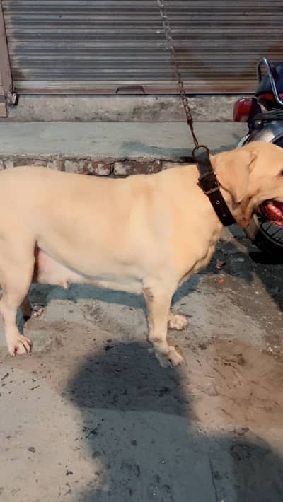 Labrador Female For Sale