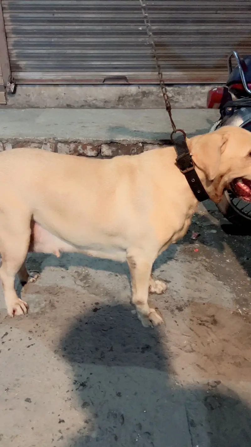 Labrador Female For Sale — photo 3