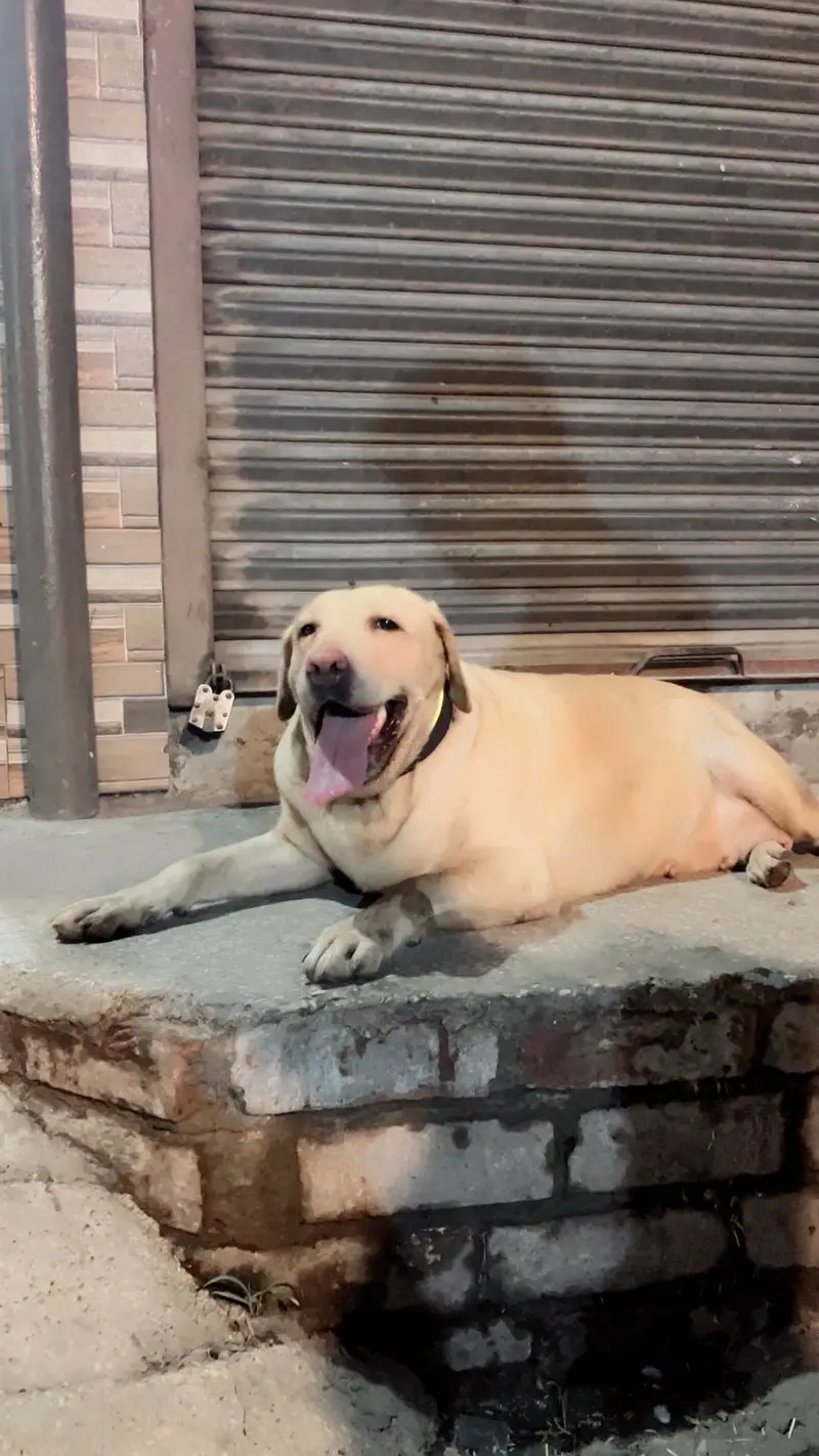 Labrador Female For Sale — photo 4
