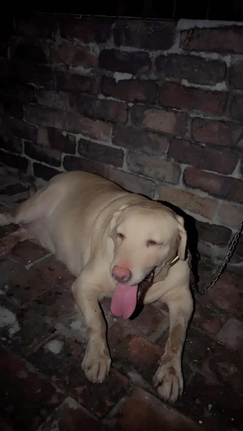 Labrador Female For Sale — photo 5