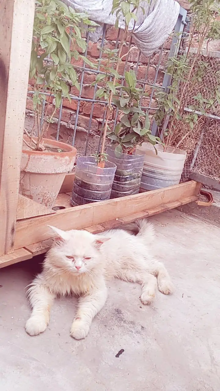 zarorat par Gai he warna sel ni karna tha — photo 4