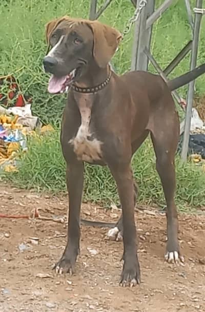 pure pakistani bully female dubble body full hait healthy and active