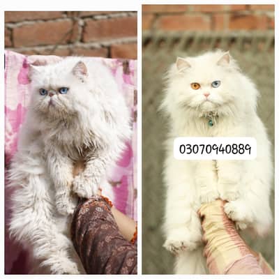 | peke  | PIKI / punch / Persian cat