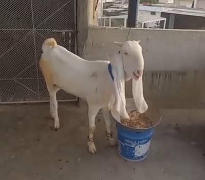gulabi bakri for sale