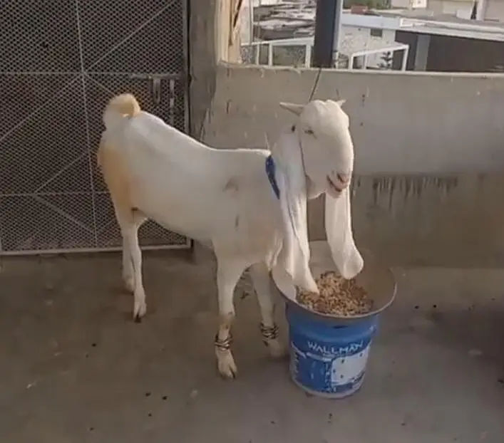 gulabi bakri for sale