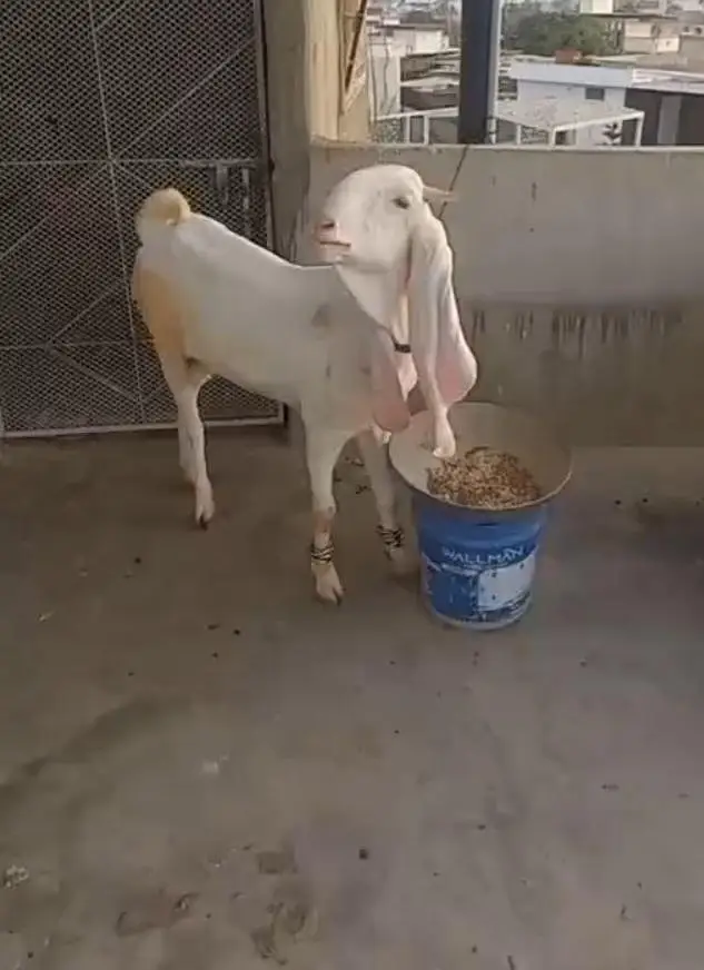 gulabi bakri for sale — photo 2