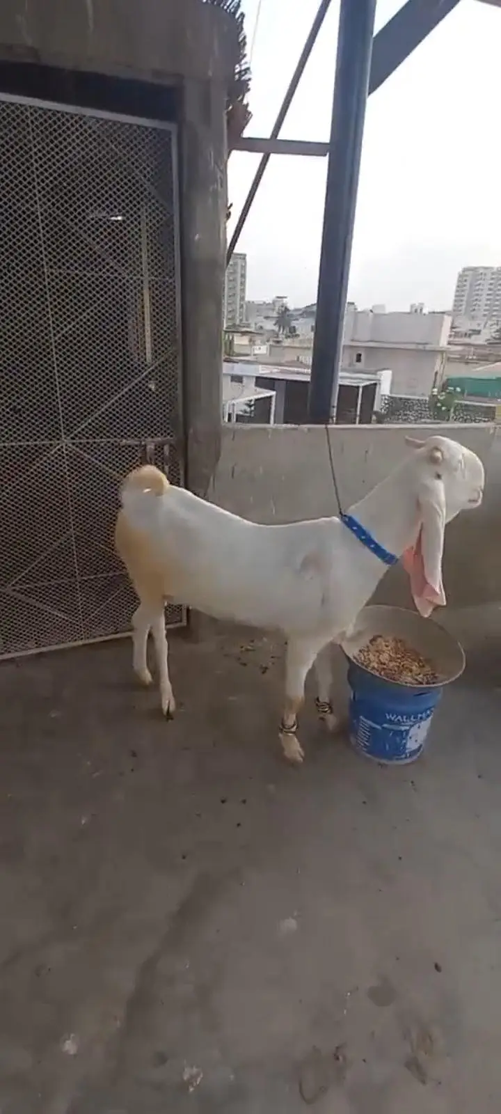 gulabi bakri for sale — photo 3