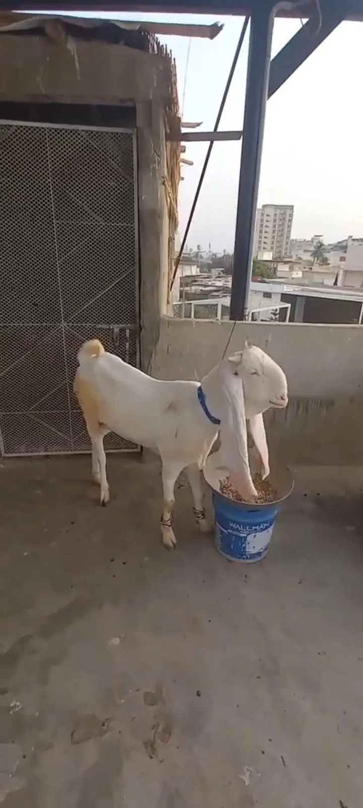 gulabi bakri for sale — photo 4