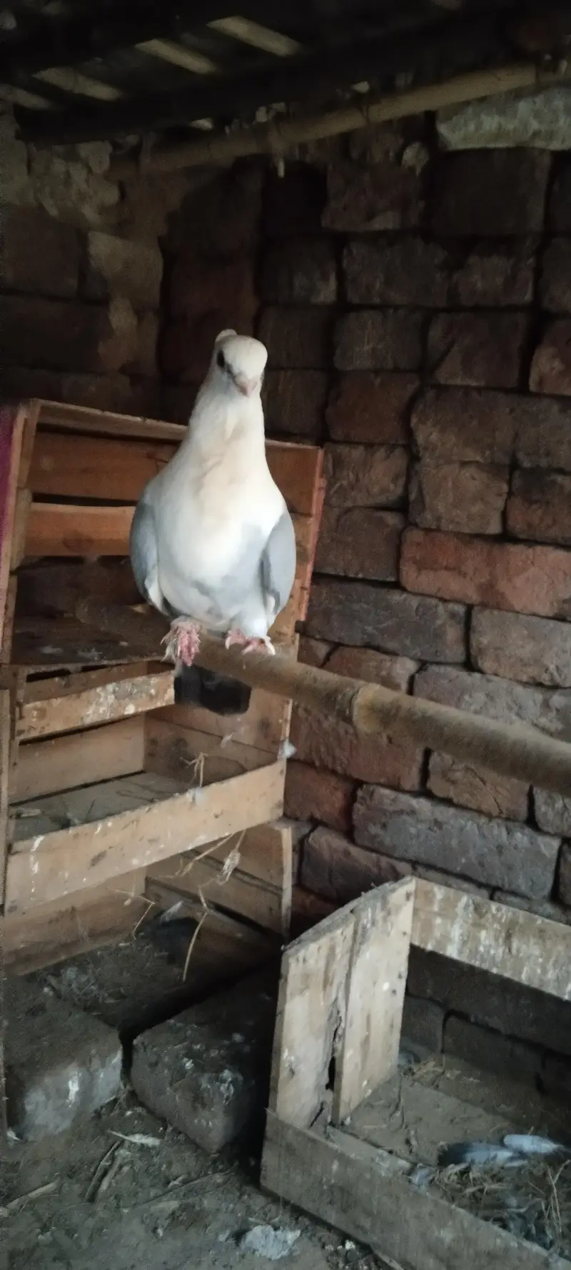 sentient male for sale — photo 2